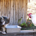 Showdown at the food trough in the Stratobowl.